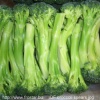 IQF broccoli spears V36